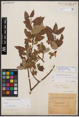 Salix bicolor subsp. basaltica (H. J. Coste) I. V. Belyaeva